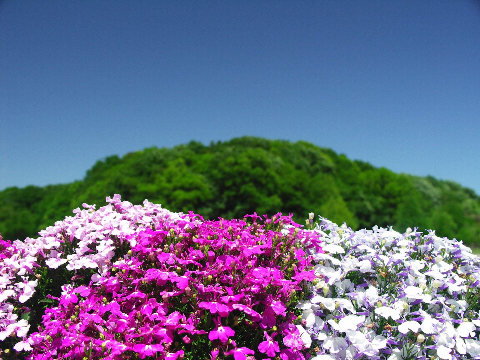 200 MIXED COLORS LOBELIA Regatta Lobelia Erinus Flower Seeds