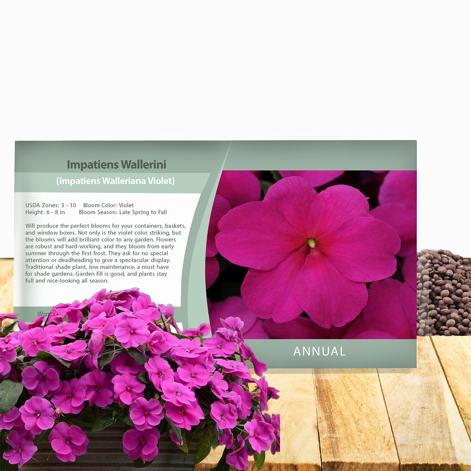 100 Seeds Impatiens Flower Seeds – Violet Impatiens