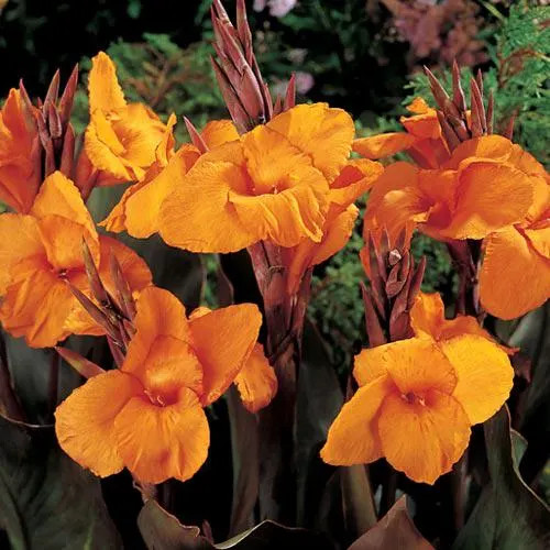 Canna Lily Wyoming Rhizomes – Orange Blooms, Burgundy Foliage – 8-rhizomes