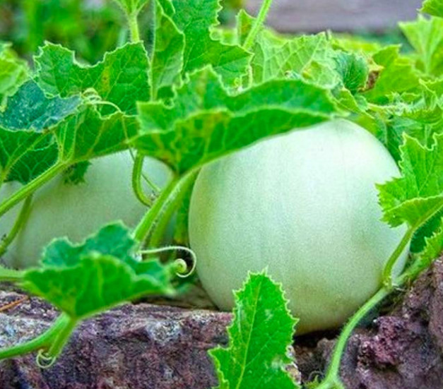 30 Organic Melon Seeds – Honeydew Green