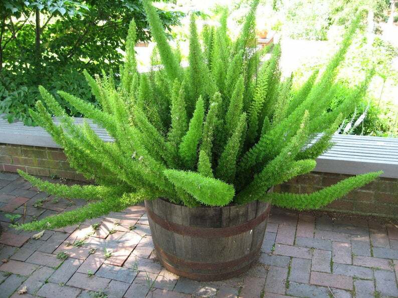 5 Seeds of FOXTAIL FERN – Asparagus Meyeri – 1 Pk