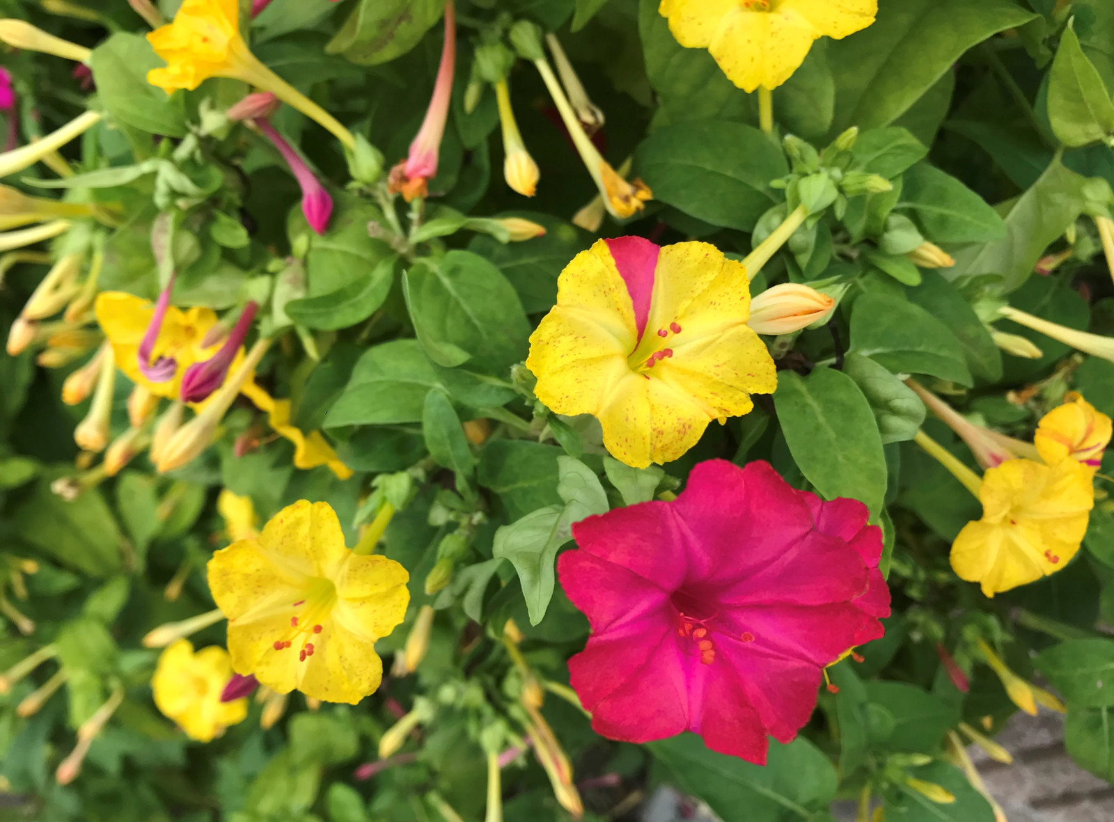 Pink And Yellow Four O’ Clock Seeds | Mirabilis Jalap Marvel of Peru Seed 2025