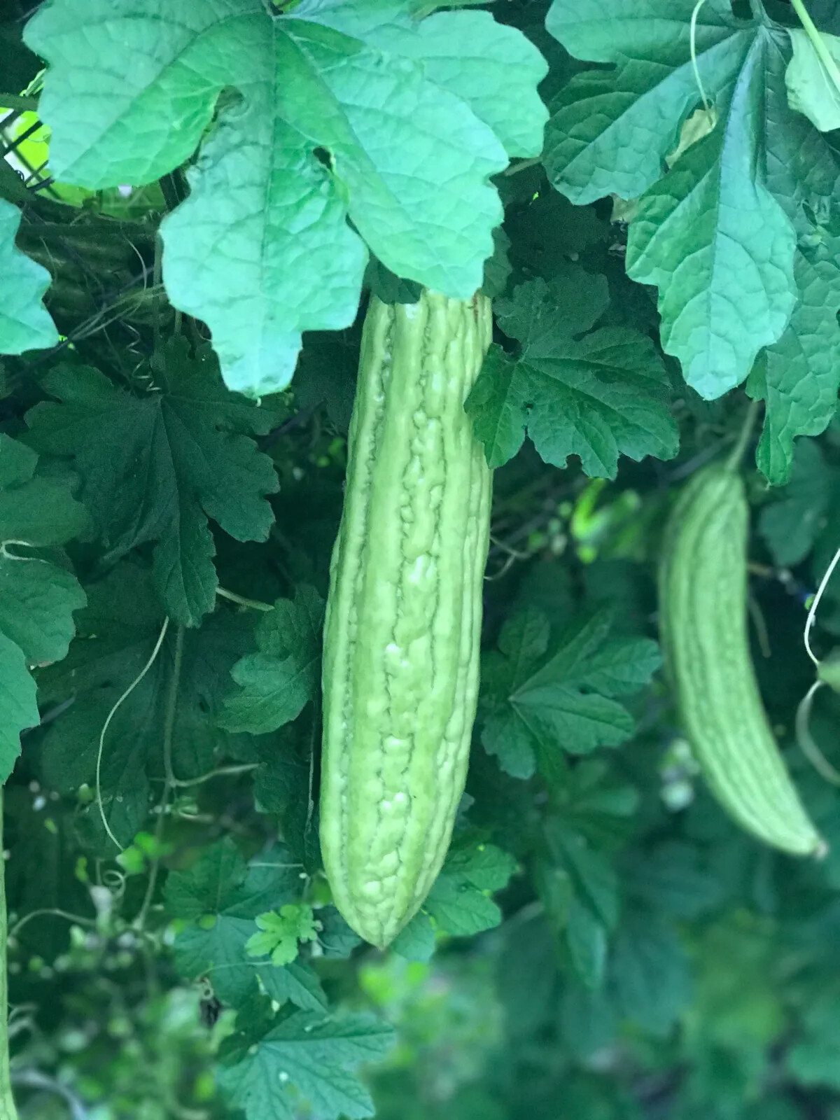 Mixed Green Skin Long + Indian Dark Green Bitter Gourd Ku Gua Khổ Qua 30+ Seeds