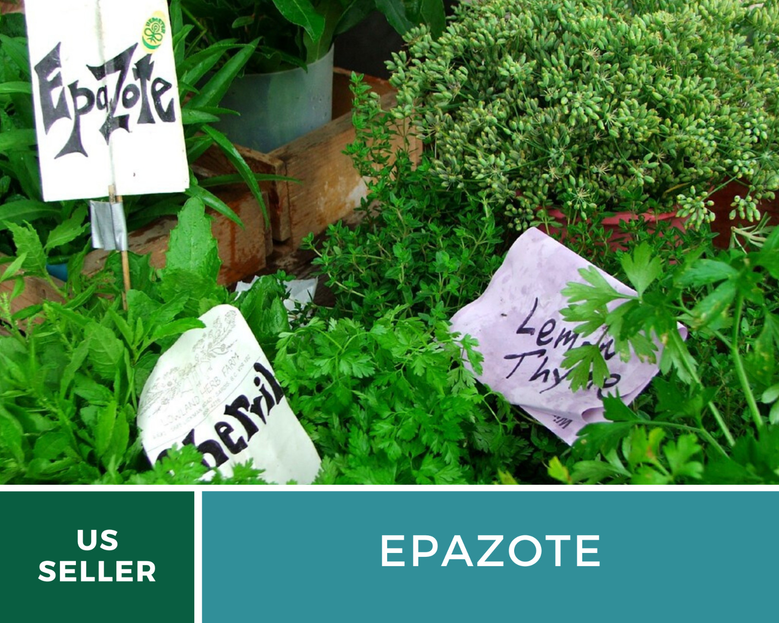 Epazote – Mexican Tea – Culinary & Medicinal Herb – GMO Free