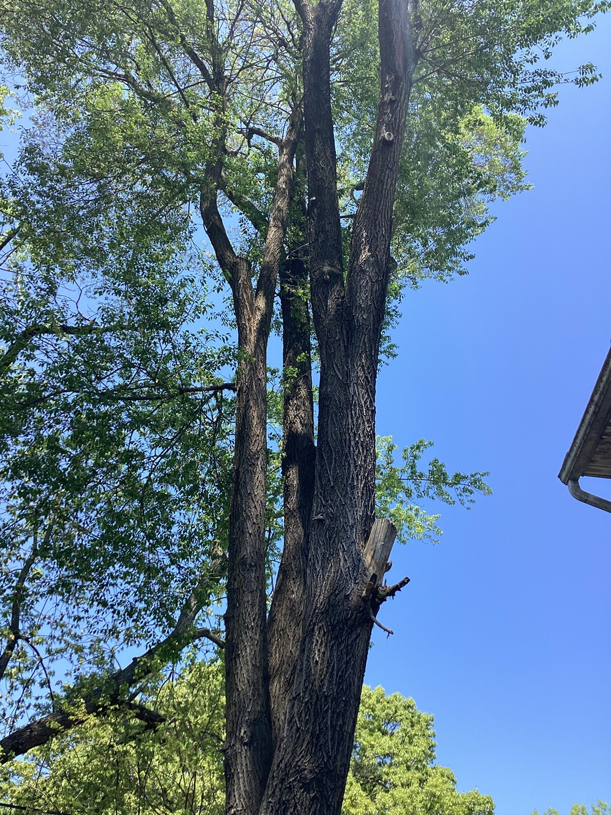 Lot Of Seeds Seads Elm Tree From Northeast Massachusetts Ma
