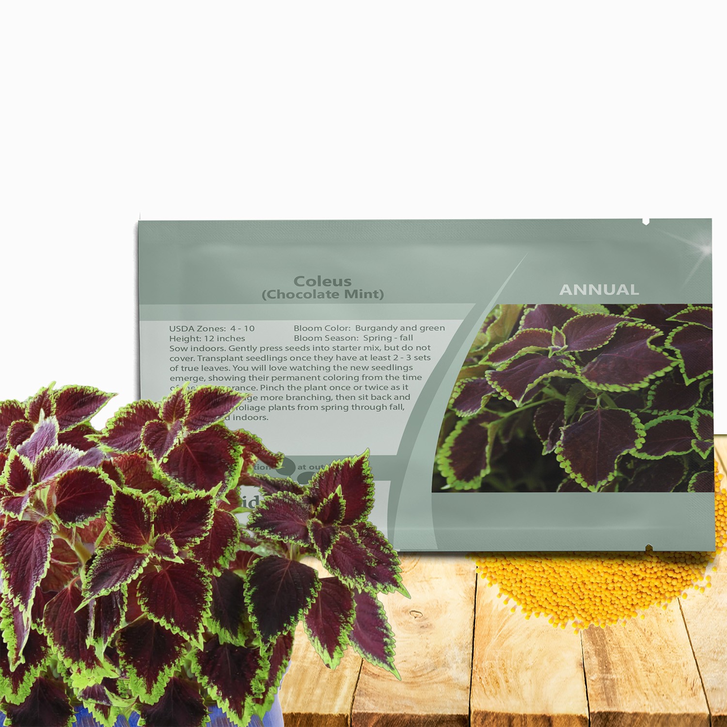 20 Seeds Coleus Flower Seed – Coleus Chocolate Mint Seeds