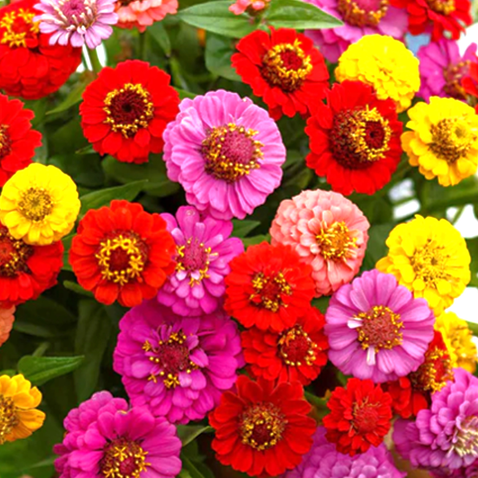 Lilliput Mix Zinnia Seeds | Pom Pom Dwarf Rainbow Multi Color Flower Seed 2024