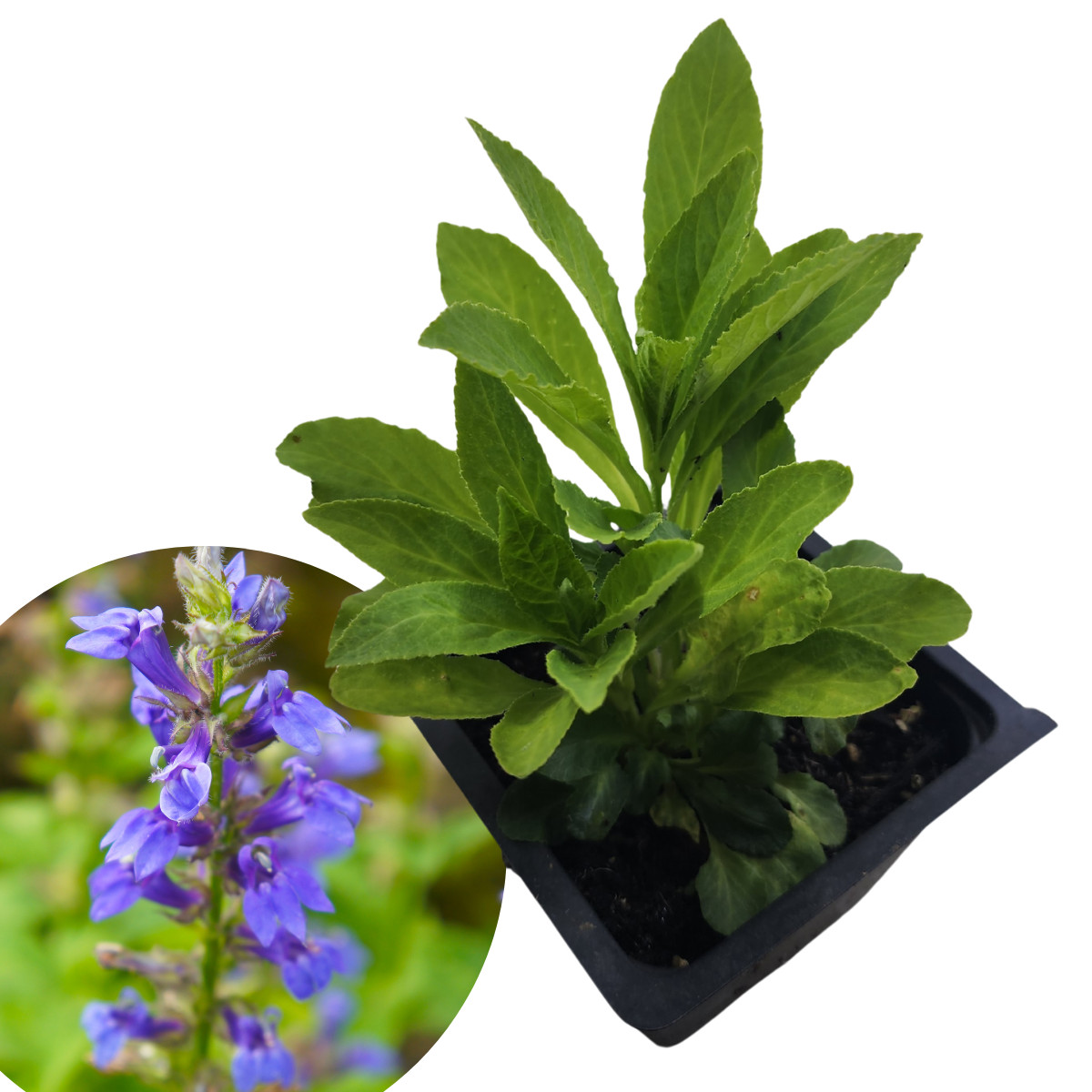 Smoke Camp Crafts Organic Blue Lobelia (Lobelia siphilitica) Live Plant in 2.5