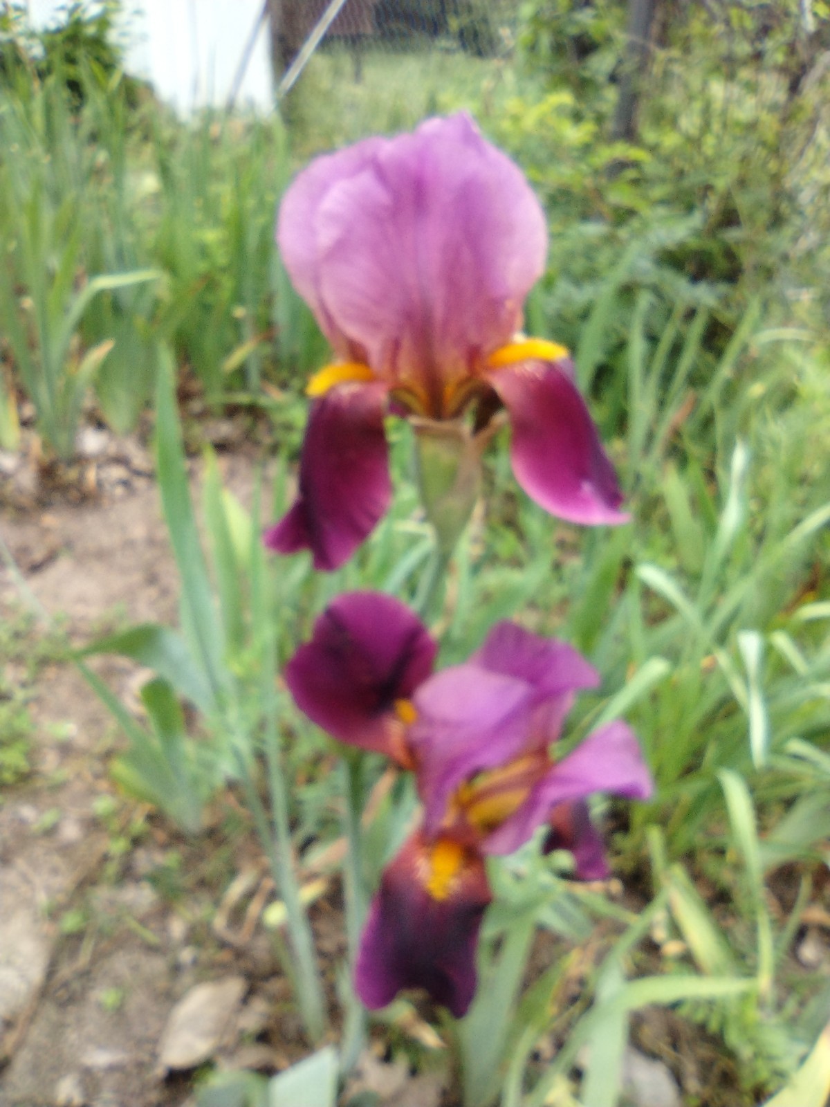 6x MIXED VARIETIES/COLORS BEARDED IRIS Bulbs/Rhizomes FRESH~FREE SHIPPING~