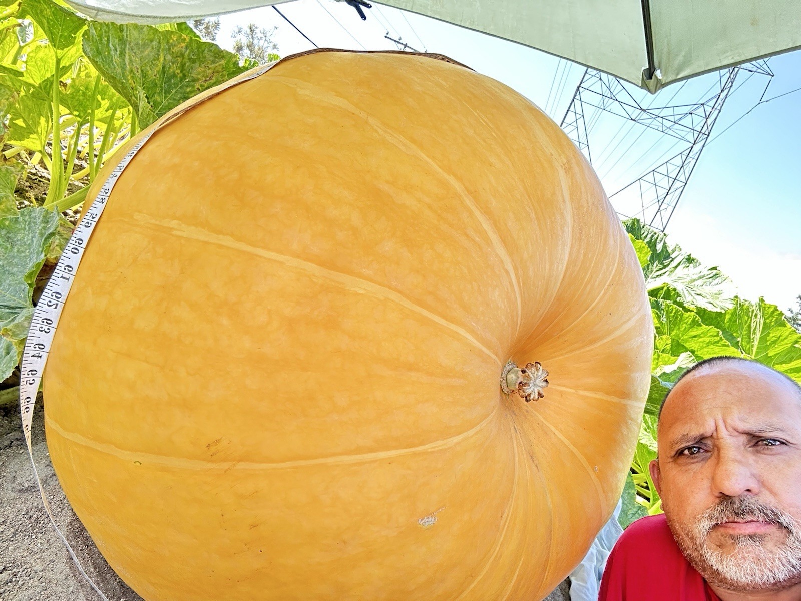 calabazas gigantes con más de 1000 libras paquete de 2 semilla por $28