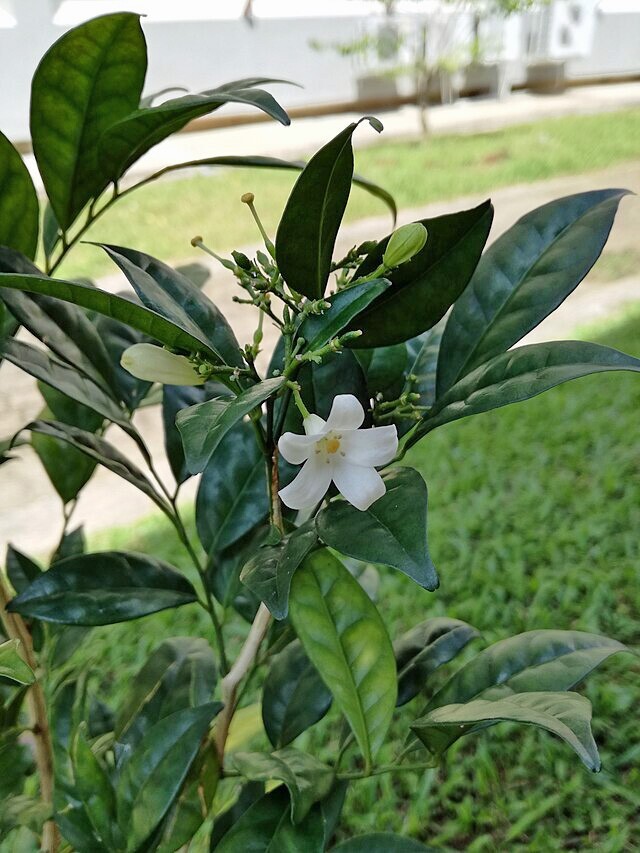 Murraya paniculata | Short Variety | Dwarf Orange Jasmine | 10 Seeds