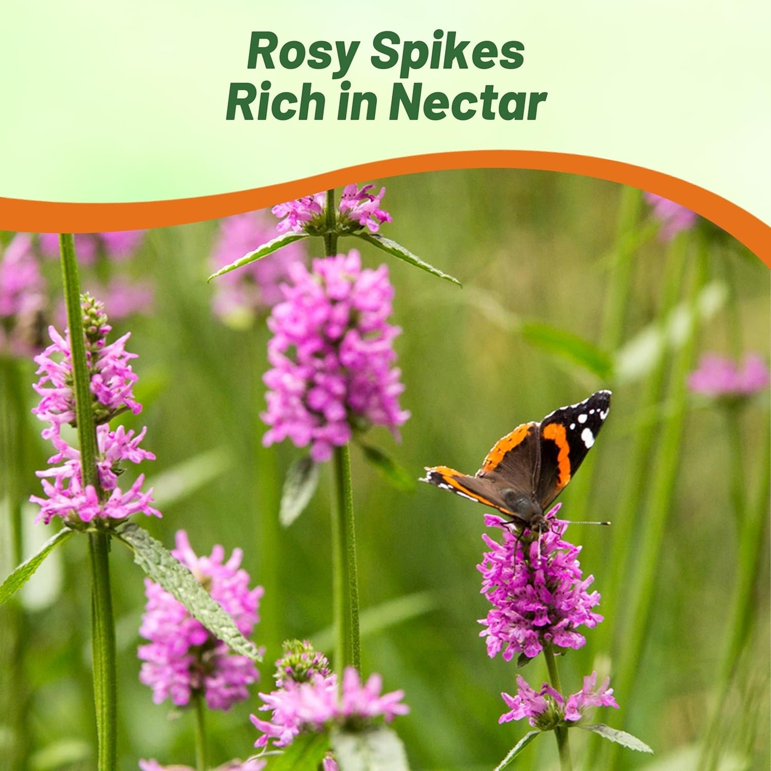 1000 Seeds Stachys Officinalis Betony Herb Seeds