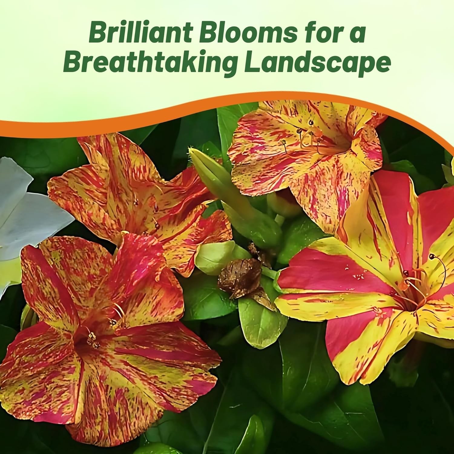 100 Seeds Four O’Clock Mirabilis Jalapa Marbles Yellow Red Vine Plant Seeds