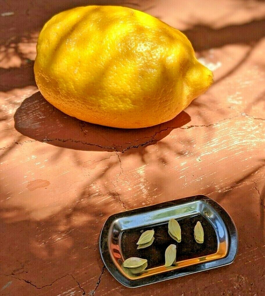 Lemon Seeds – 20 Fresh 🍋 Seeds Proudly Made In/From Arizona Meyer Lemon Non GMO