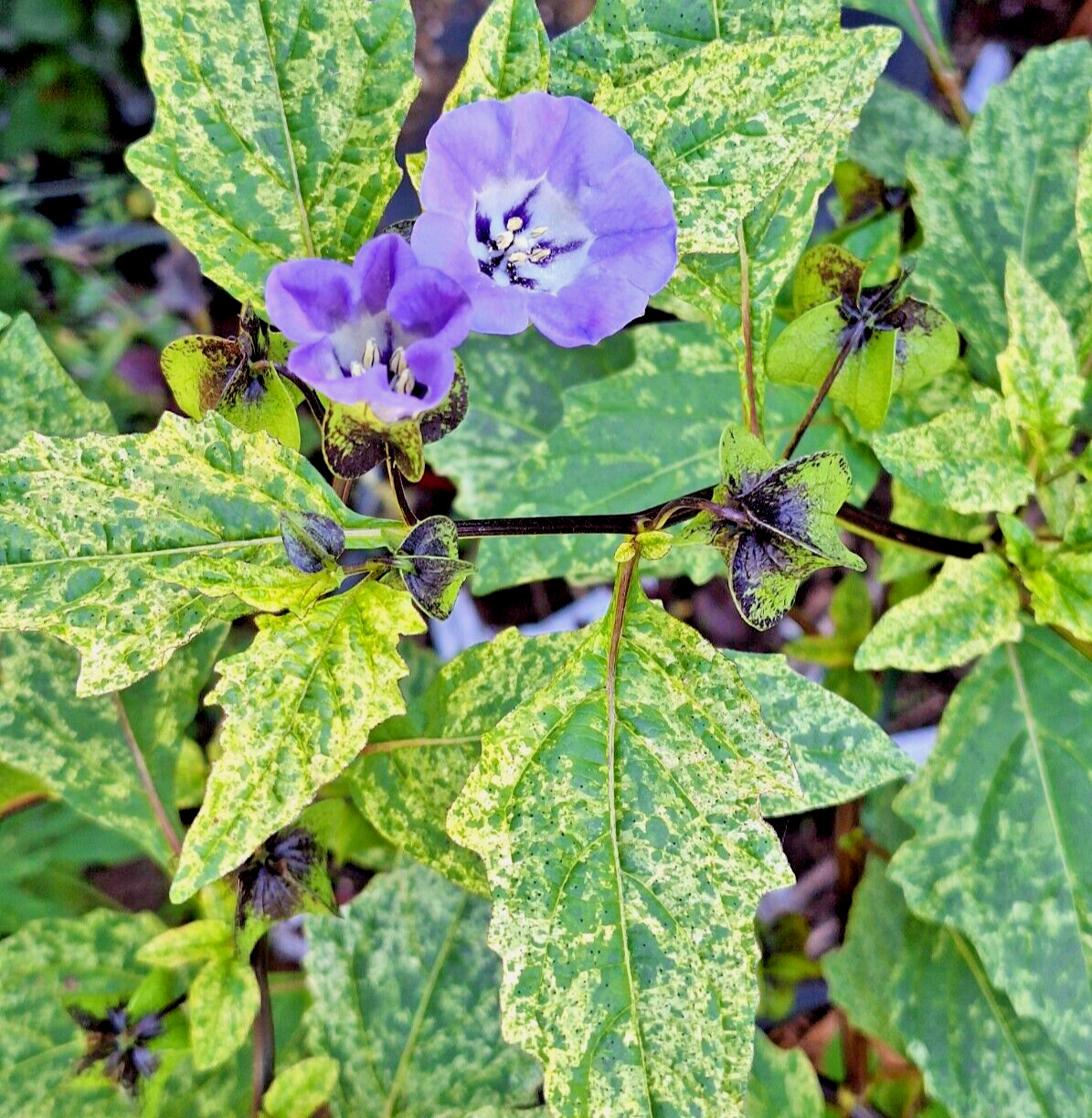 NICANDRA SPLASH OF CREAM 75 SEEDS, SHOO-FLY PLANT, NICANDRA PHSALODES VAR.