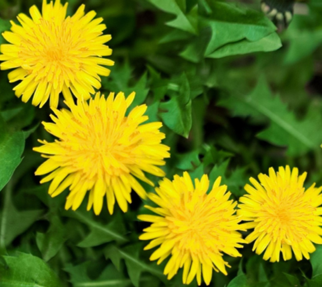DANDELION SEEDS 200+ “true” PERENNIAL herb GARDEN Taraxacum officinale FREE ship