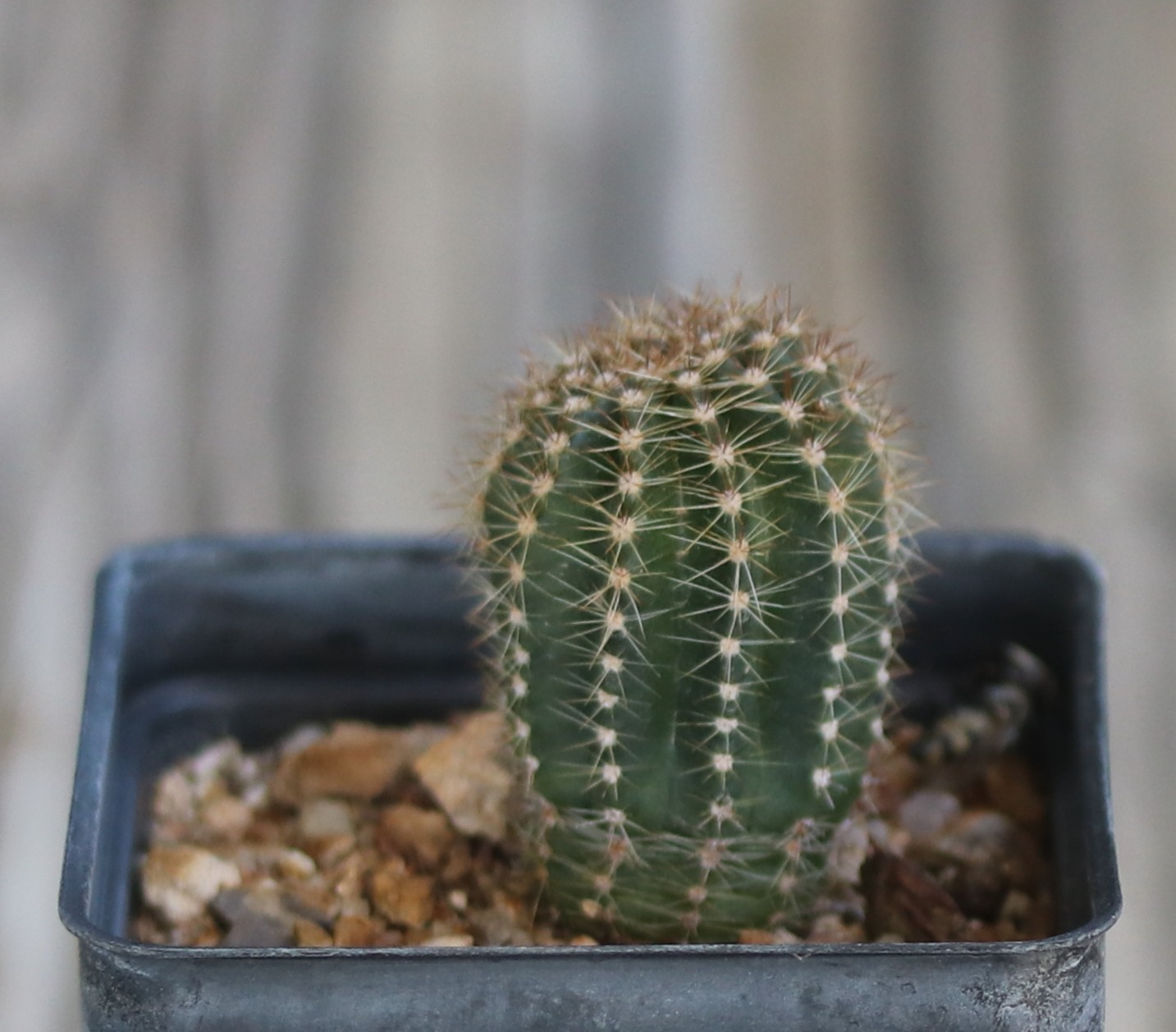 Echinopsis hybrid ‘Crimson’