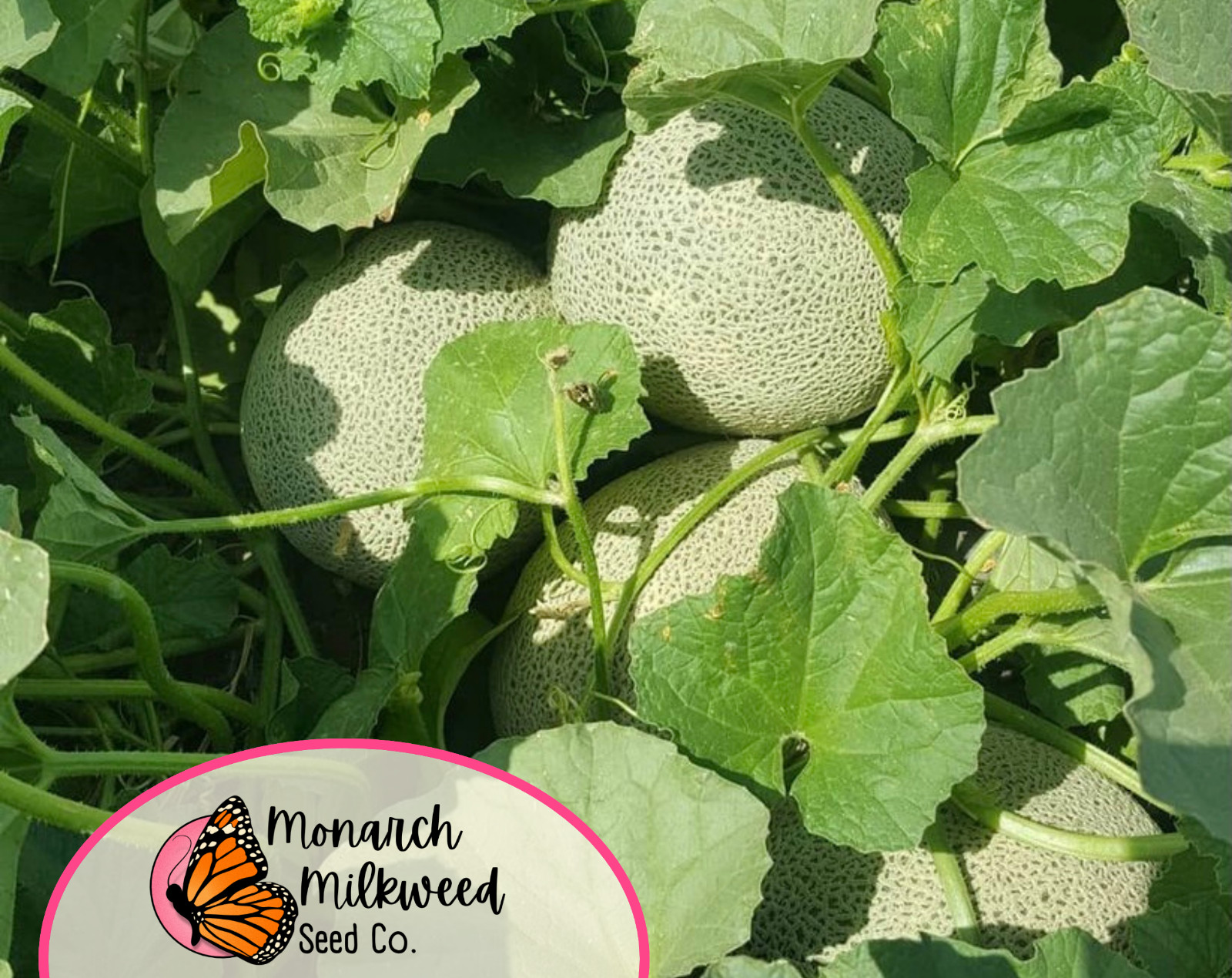 230+ Cantaloupe Seeds ‘Hales Best Jumbo’ | Heirloom Fruit Seed for Gardening