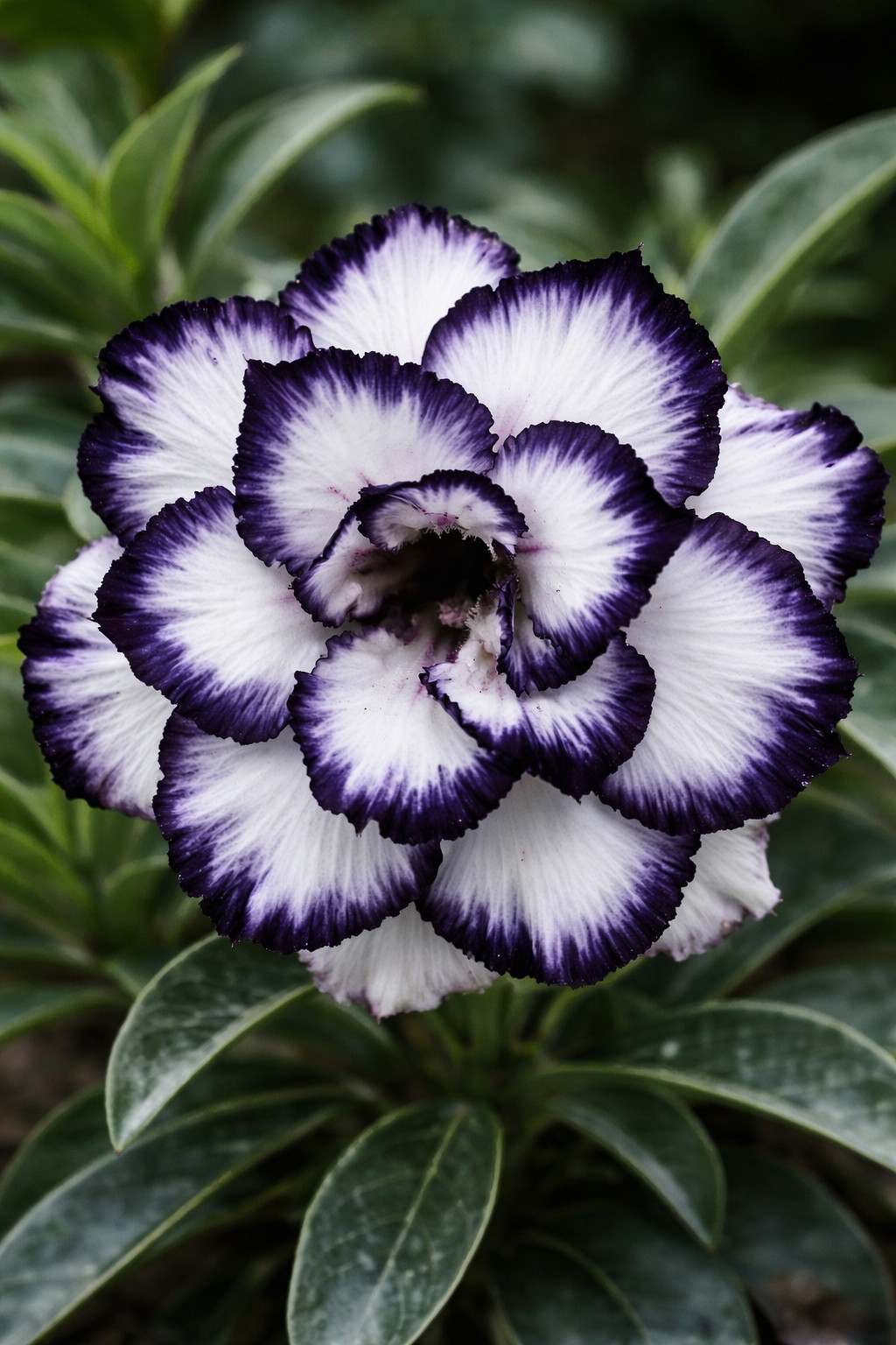 4 Seeds Adenium Obesum Desert Rose “White Black” Flower Seeds Exotic Succulent