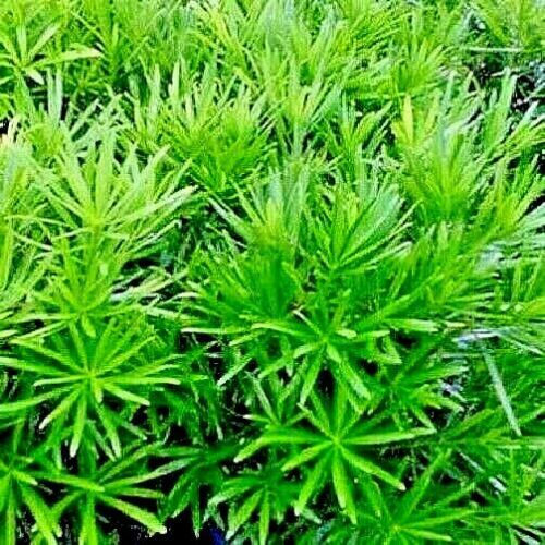 10 Japanese “Spreading” Yew (Taxus cuspidata) Tree Seeds, Bonsai or Landscaping