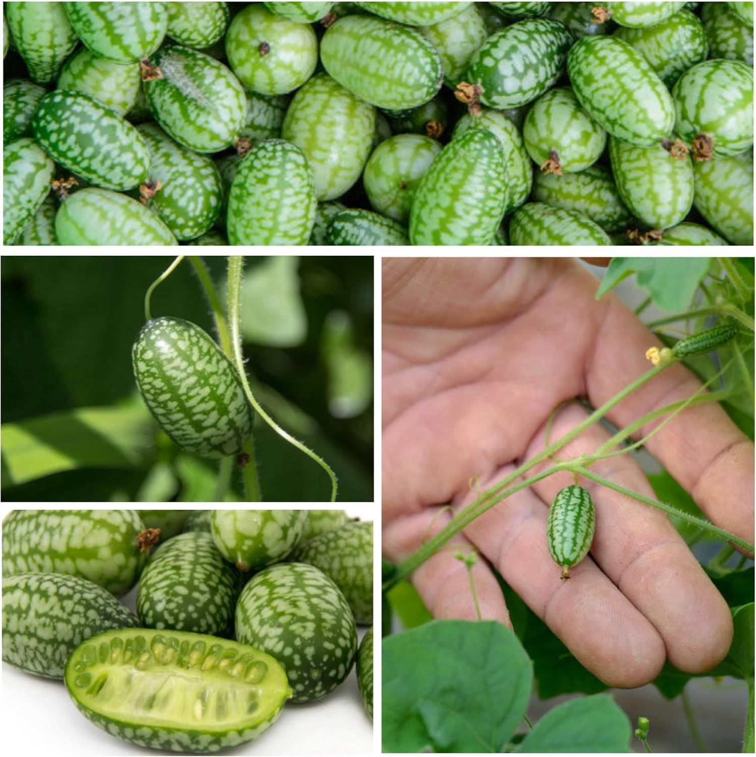 Seed Needs Cucamelon Seeds for Planting Mexican Sour Gherkin Miniature Mouse Mel