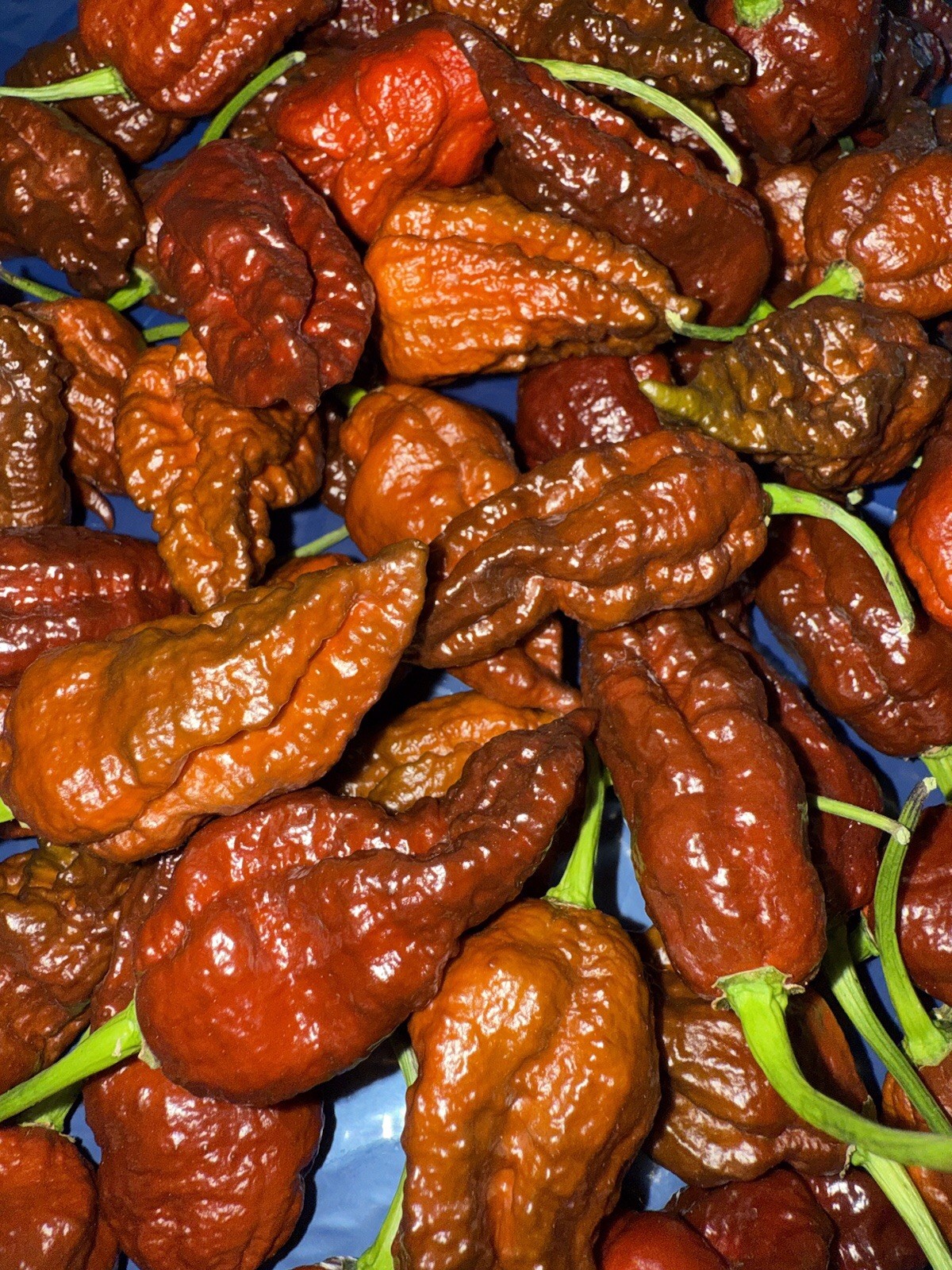 10+ Chocolate Bhutlah Pepper Seeds SUPERHOT!100% Organically Grown Free Shipping