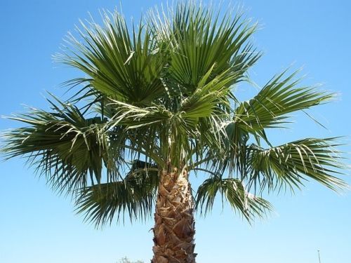 (1) 3 YEAR OLD – WASHINGTON ROBUSTA, MEXICAN FAN PALM TREE SEED SAPLINGS