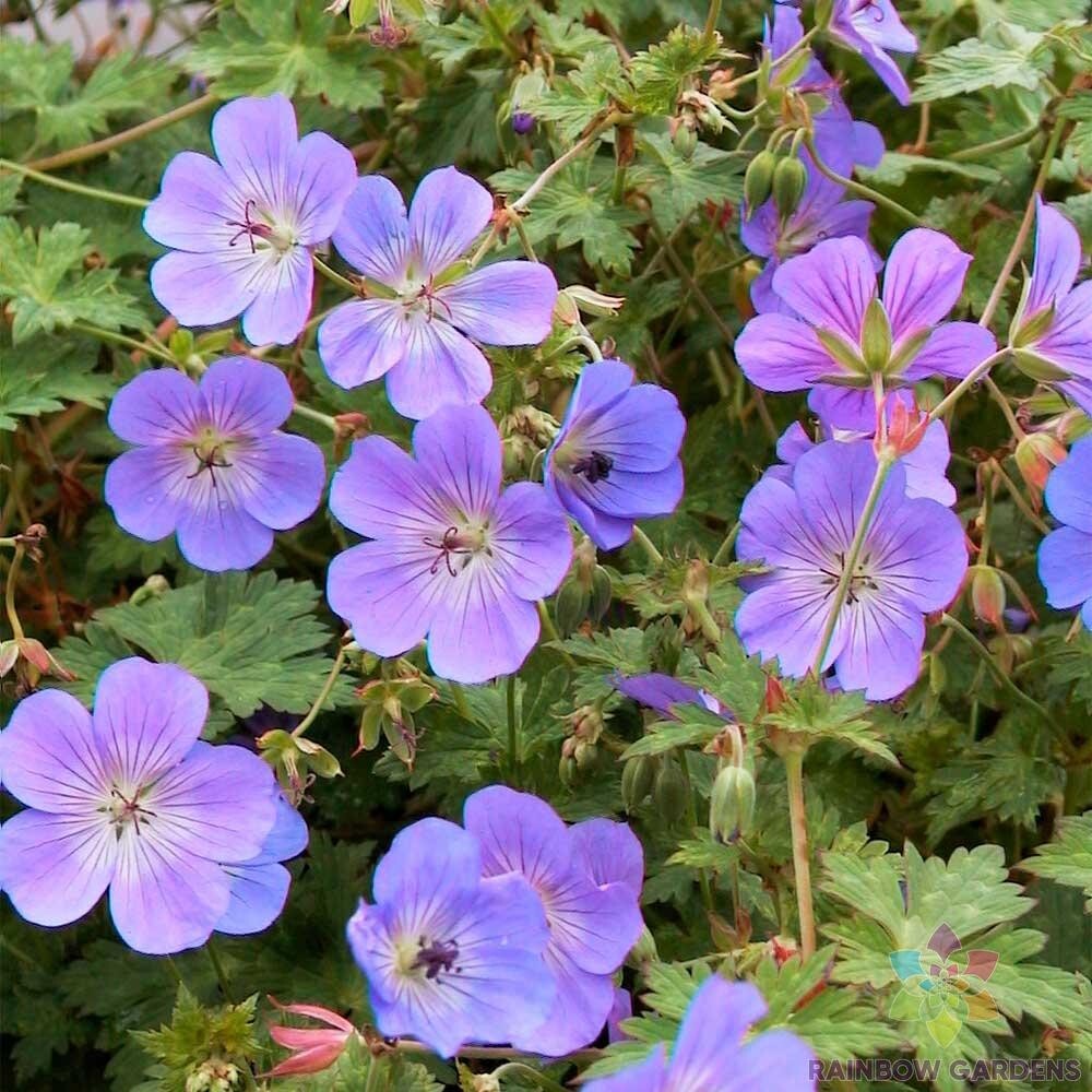 25+ Rozanne (Gerwat) Geranium Seeds for Garden Planting – USA – FREE SHIPPING!