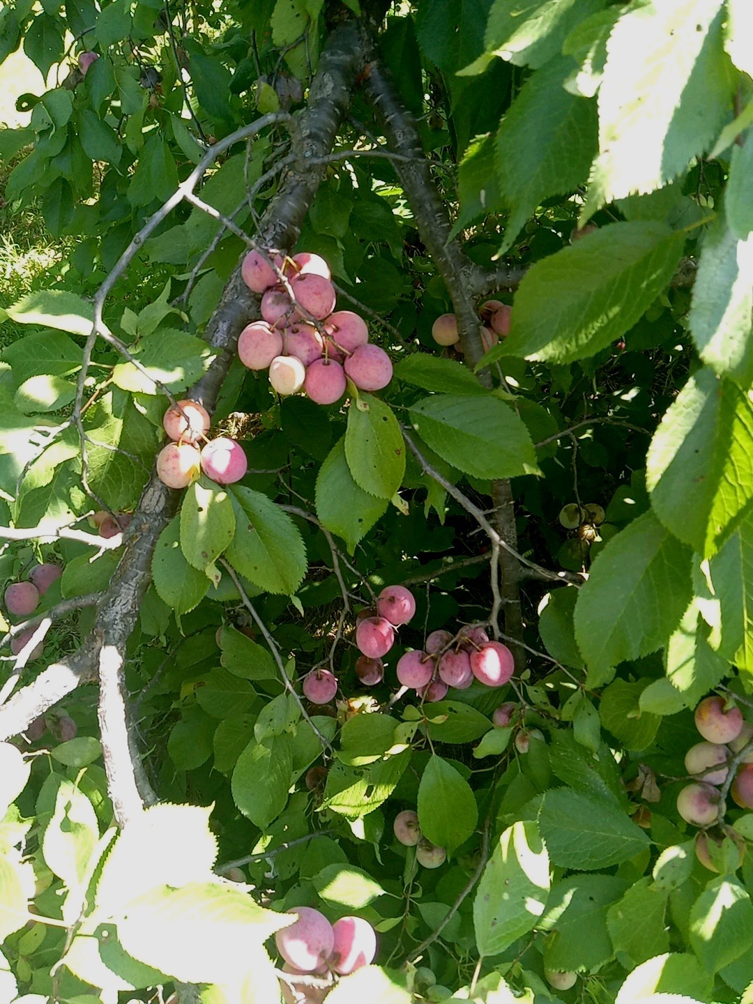 Live SMALL Plum Tree USA Garden 2-9 Zone