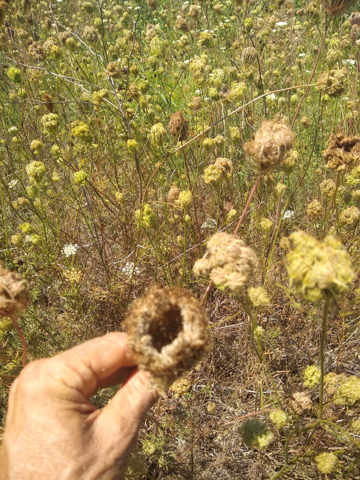 Queen Anne’s Lace Seed (Daucus carota) ~ Wild Carrot ~ 500 seeds to 1 lb bulk