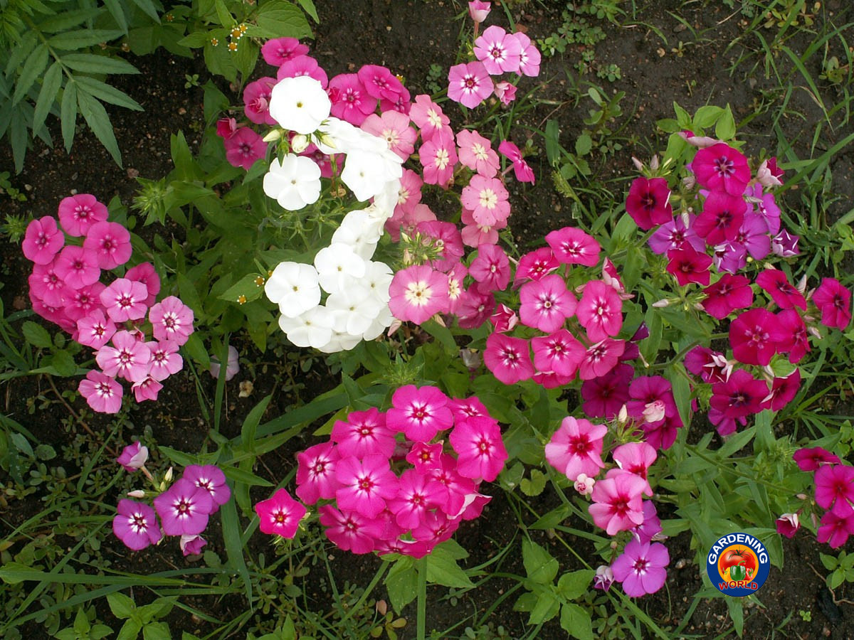 1oz Mixed Drummond Phlox Drummondii Flower Seeds (15,000+ Seeds)