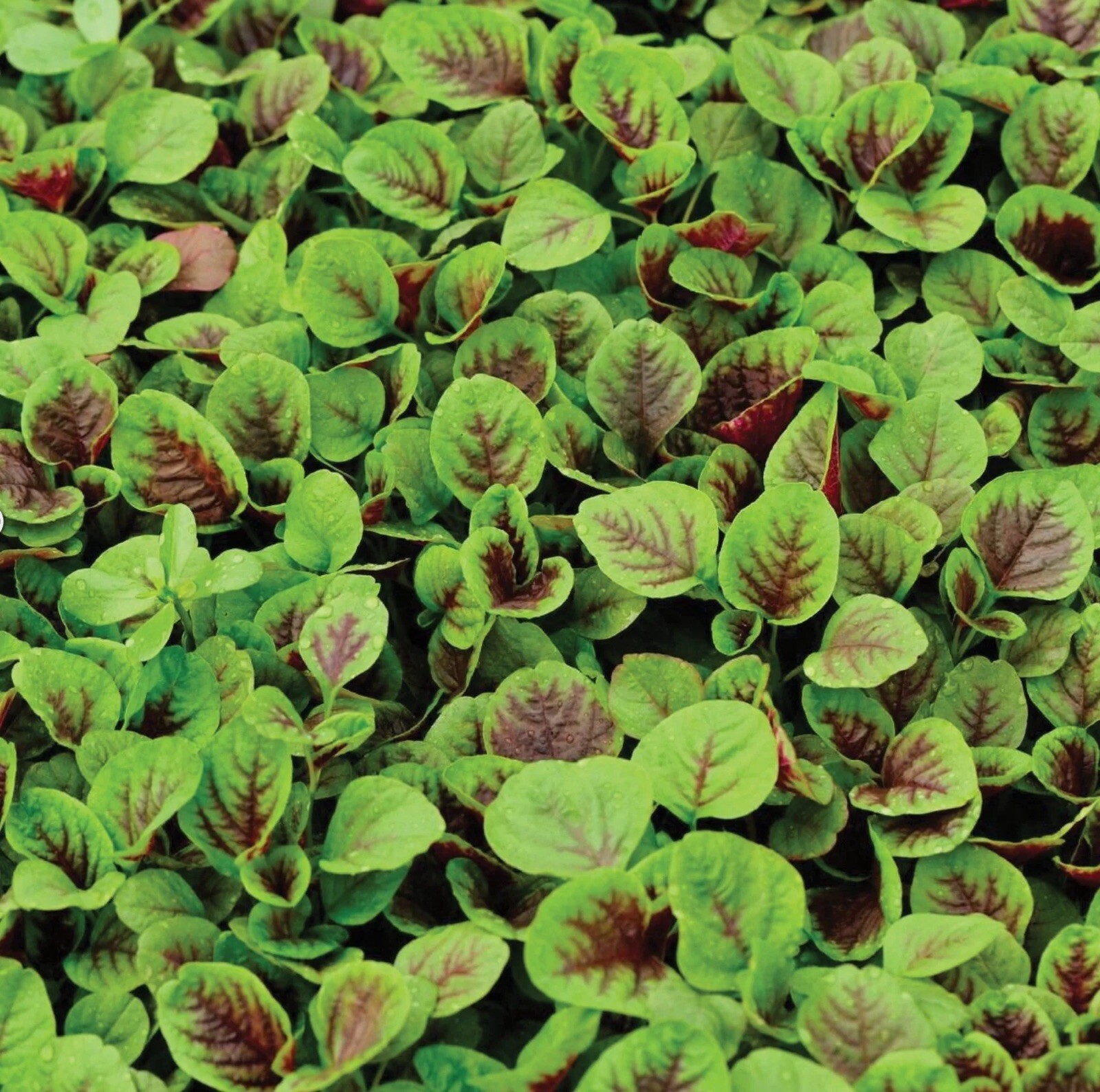 1000+ Amaranth Seeds – Amaranth red striped leaf – NON GMO – USA FREE SHIP