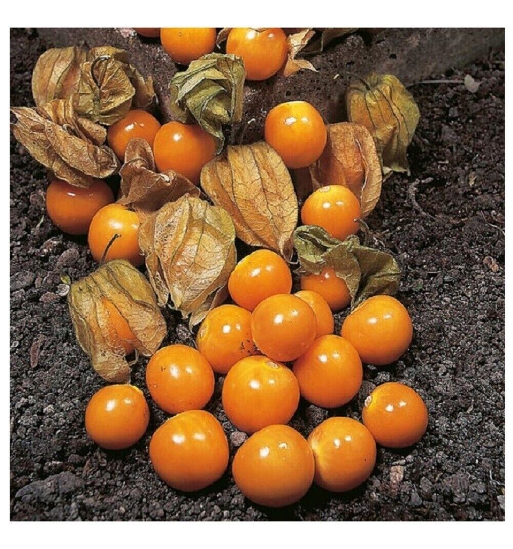 50+ CAPE GOOSEBERRY SEEDS -TOMATILLO – GROUND CHERRY – HEIRLOOM ———– RARE