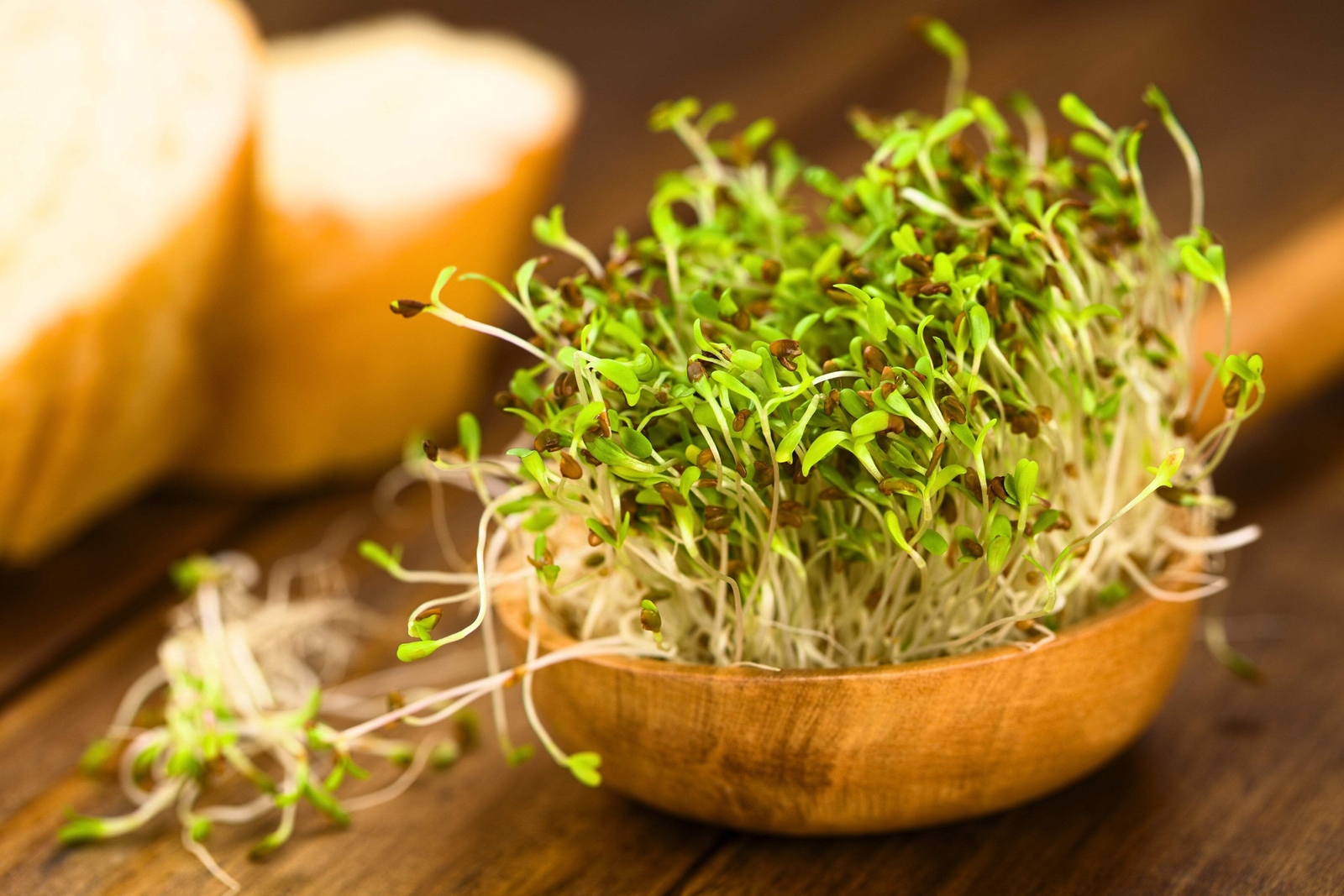 2000 ALFALFA Medicago Sativa Flower Plant Seeds