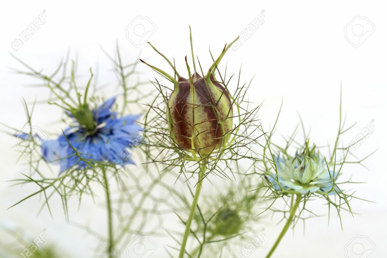 501+LOVE IN A MIST Flower Seeds Flowering Annual Cut Dried Flowers Container