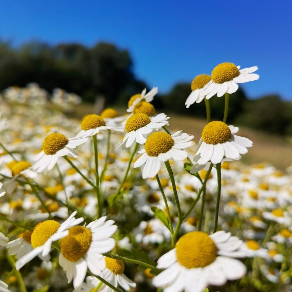 Feverfew seeds (Tanacetum parthenium) – Seeds, Non-GMO, Open-Pollinated