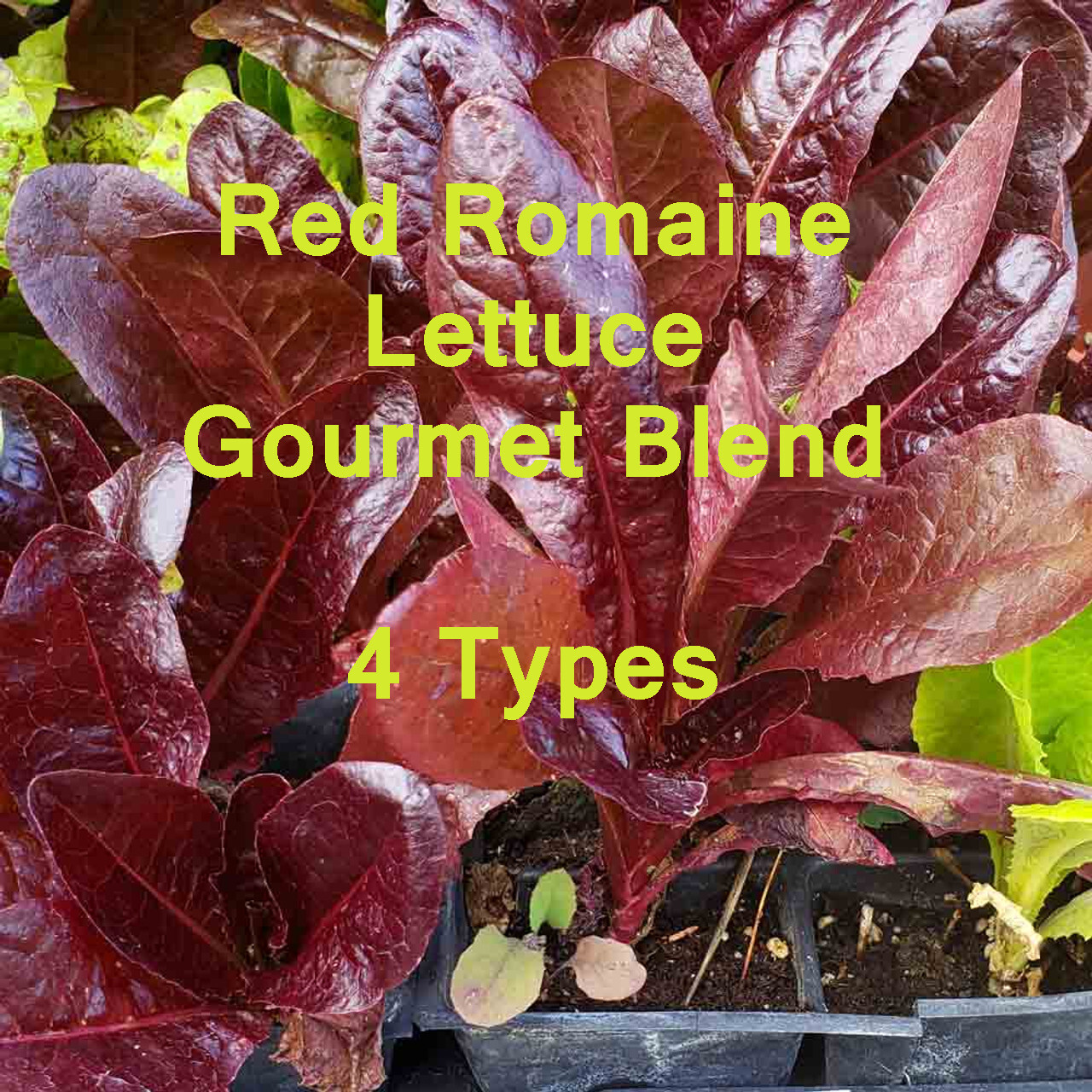 800+ RED ROMAINE LETTUCE SEEDS GOURMET SALAD BLEND FRESH HARVEST FOR 2024 GARDEN