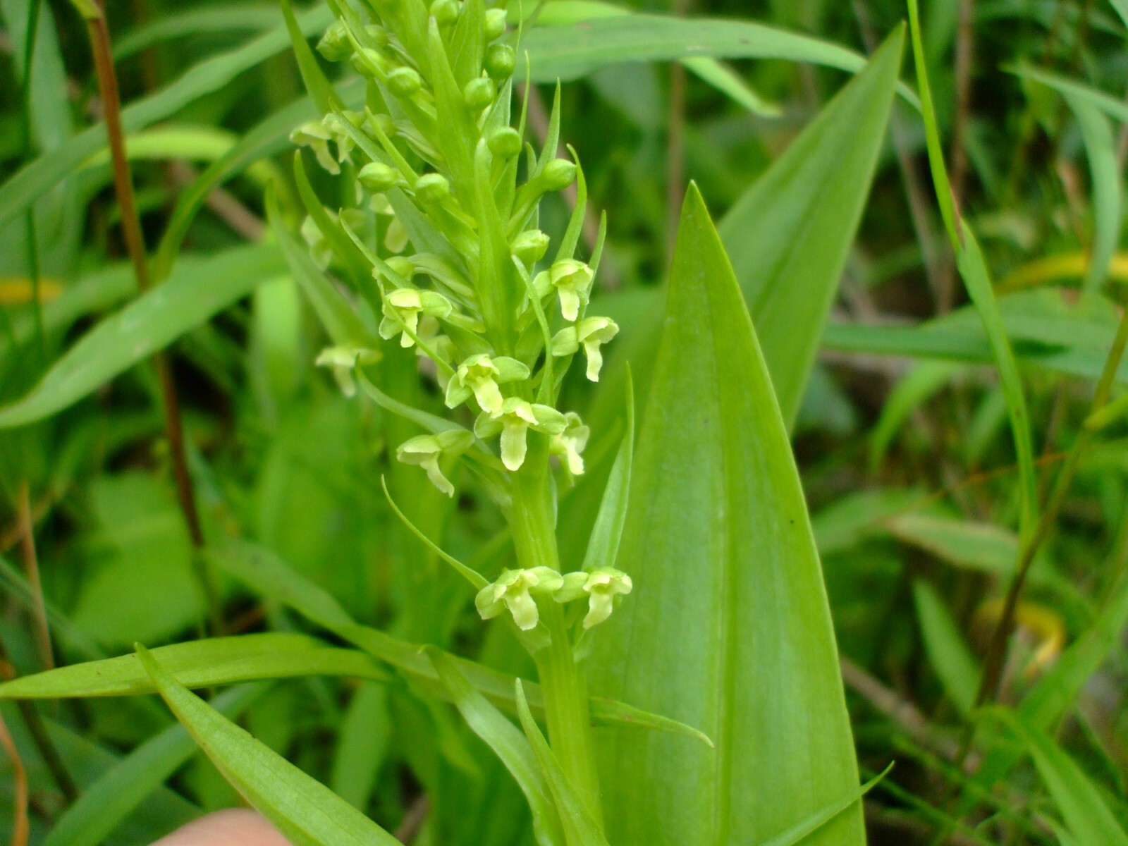 Platanthera flava (Pale Green Orchid) perennial wildflower seed packet, Z 4 -9
