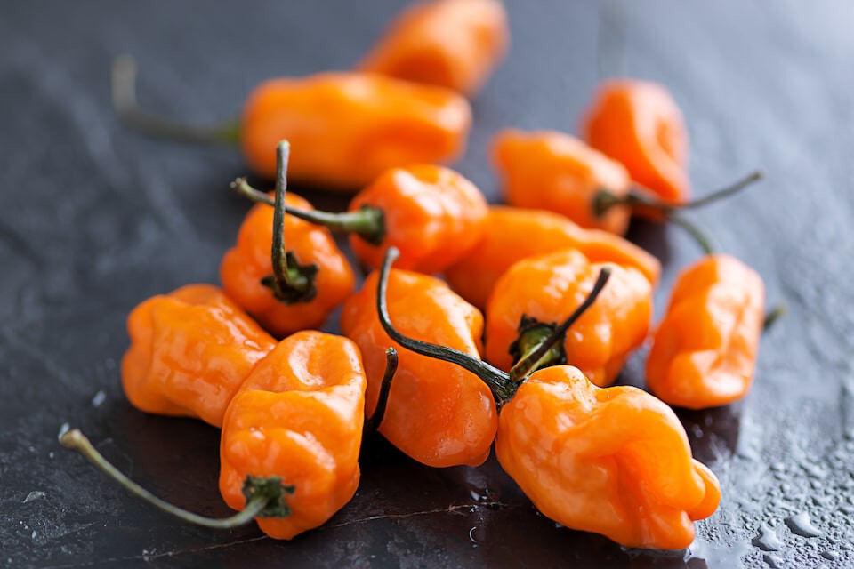 Caribbean Blend Hot Peppers – 40 Seeds Red Orange Yellow White