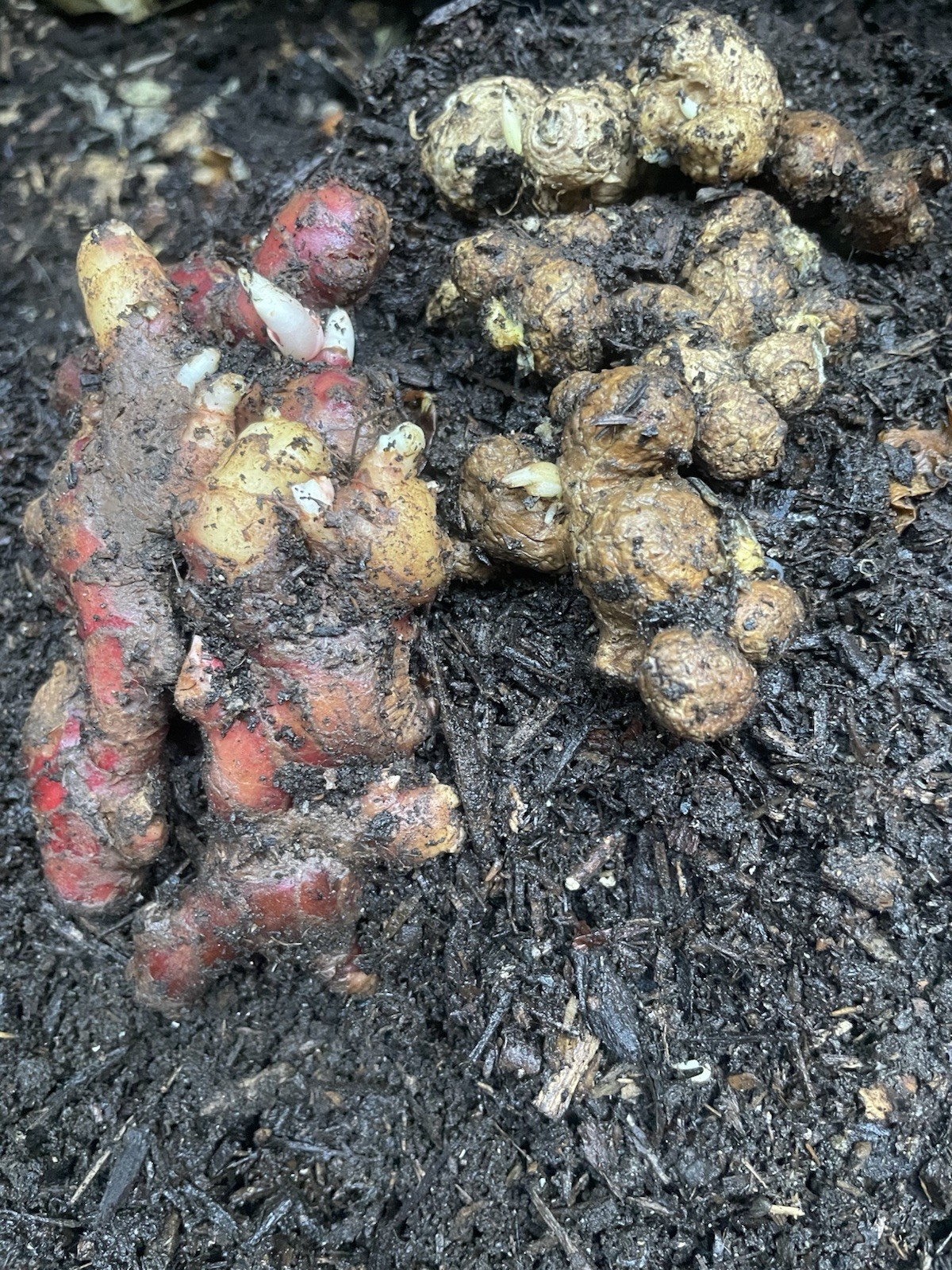 Sprouted 3 Roots Red Ginger 3 Roots Black Ginger For Planting And Cooking