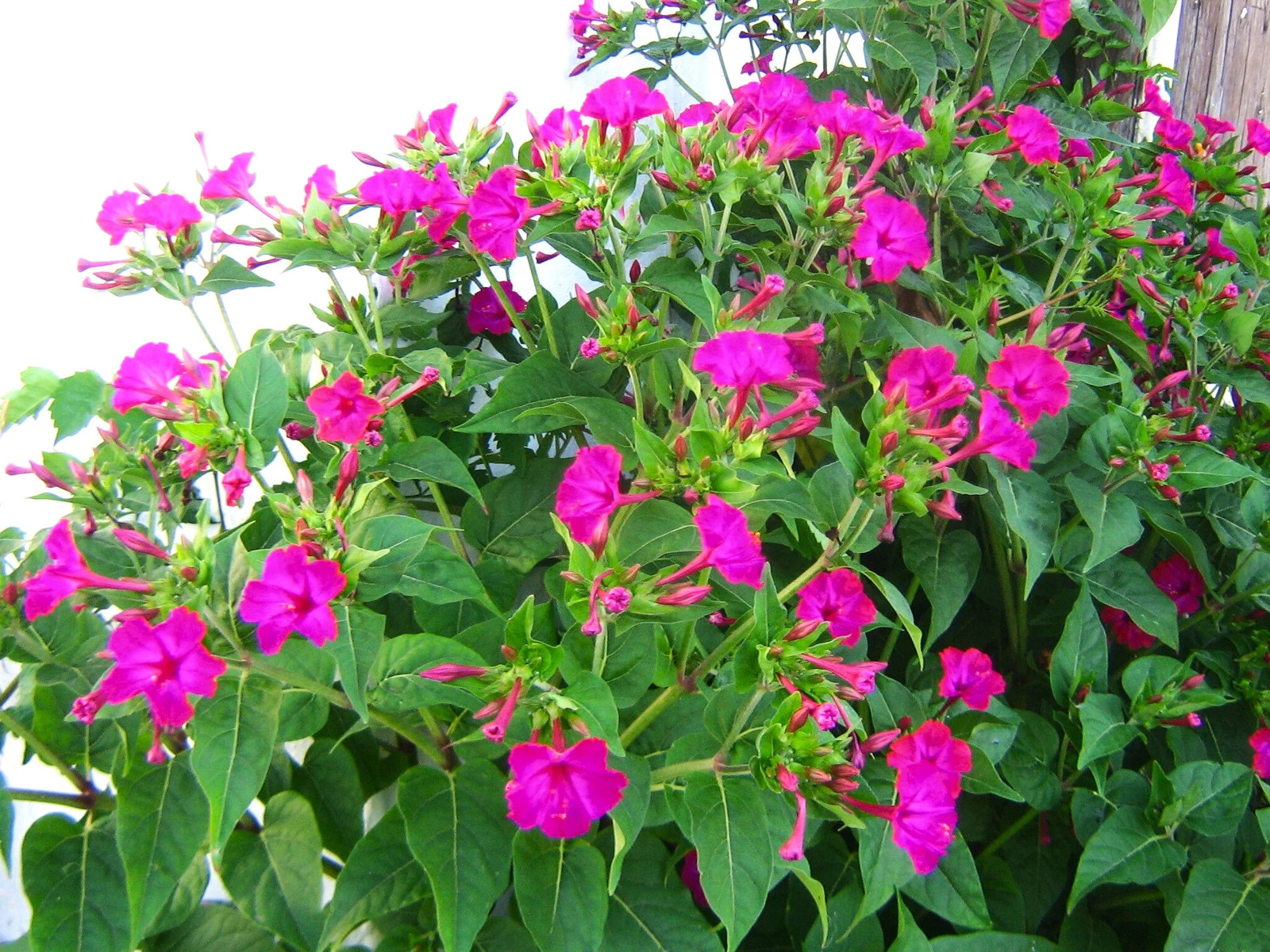 Pink And Yellow Four O’ Clock Seeds | Mirabilis Jalap Marvel of Peru Seed 2025
