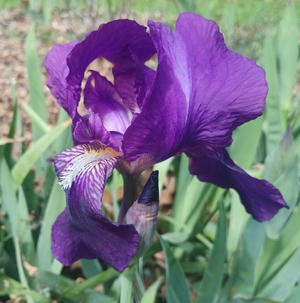 (10) TALL BEARDED IRIS RHIZOME LIVE ROOT GARDEN PLANTS SPRING PURPLE FLOWERS FUN