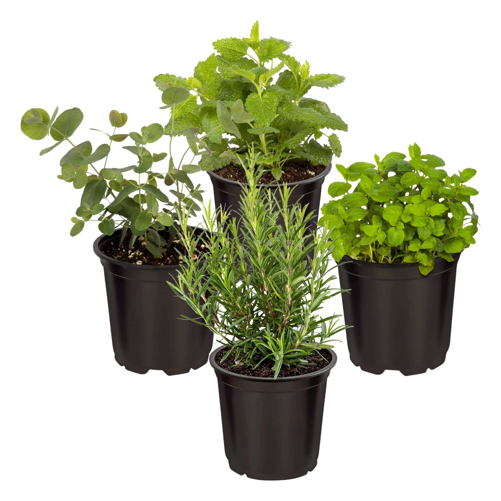 Live Aromatic and Edible Herbs Assorted Varieties 4 Per Pack Lemon Verbena,…