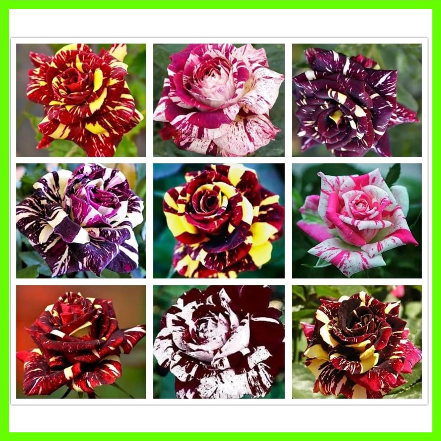 100PCS Mix Rose Seeds Mixed Varieties and Colors Cold Resistant Open-Pollinat…