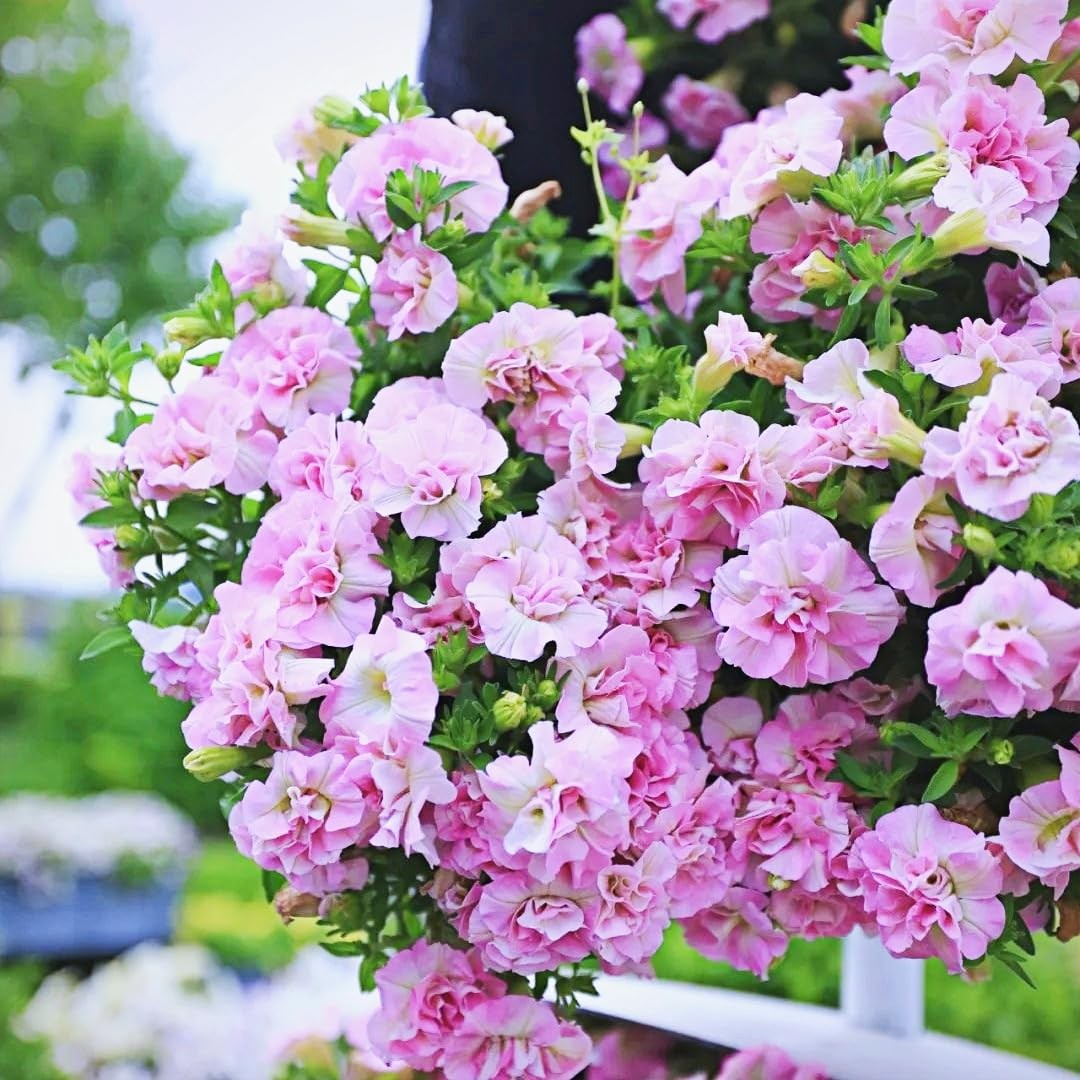 Double Petal Trumpet Flower Seeds, 299 Pieces, Climbing Vine for Summer-Fall Blo