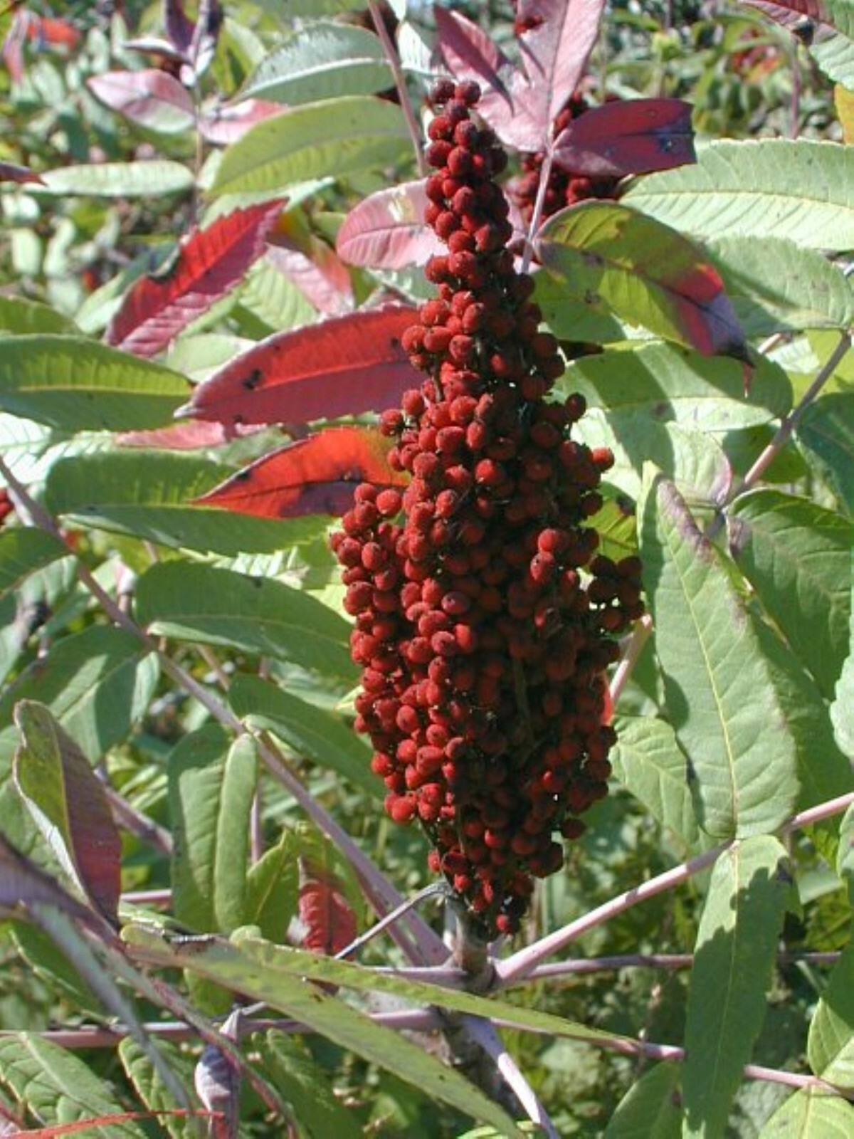 Smooth sumac (Rhus glabra) 1-2 year old plant, well rooted