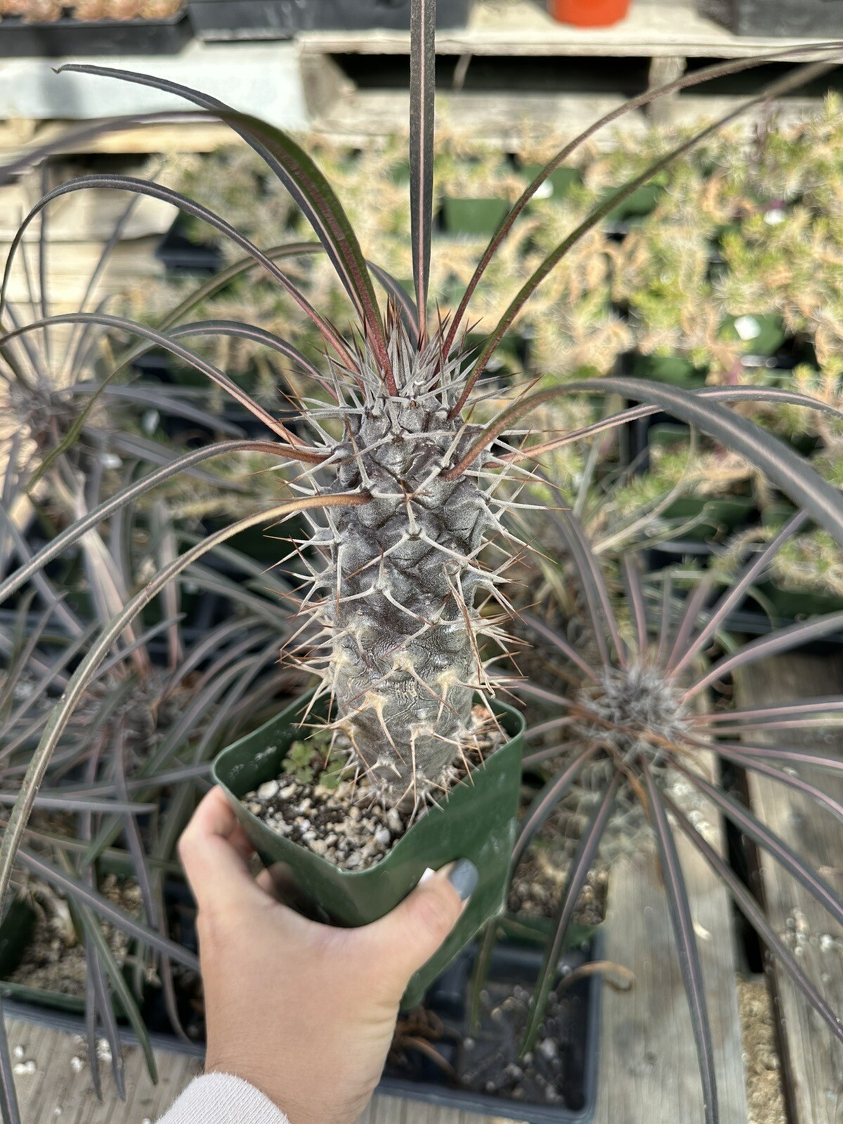 RARE (Pachypodium geayi) MADAGASCAR PALM TREE Succulent Cacti Cactus Plant 4”