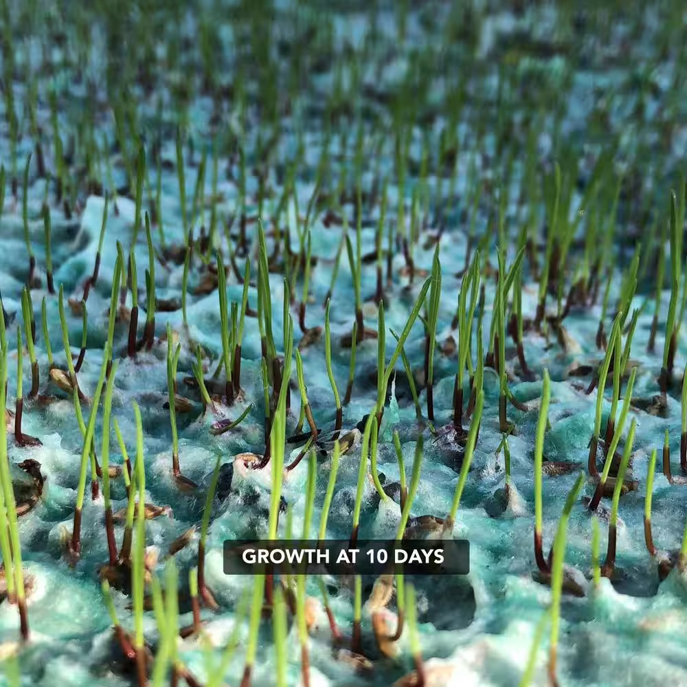 100 Sq. Ft. Big Roll Year around Green Grass Mixture
