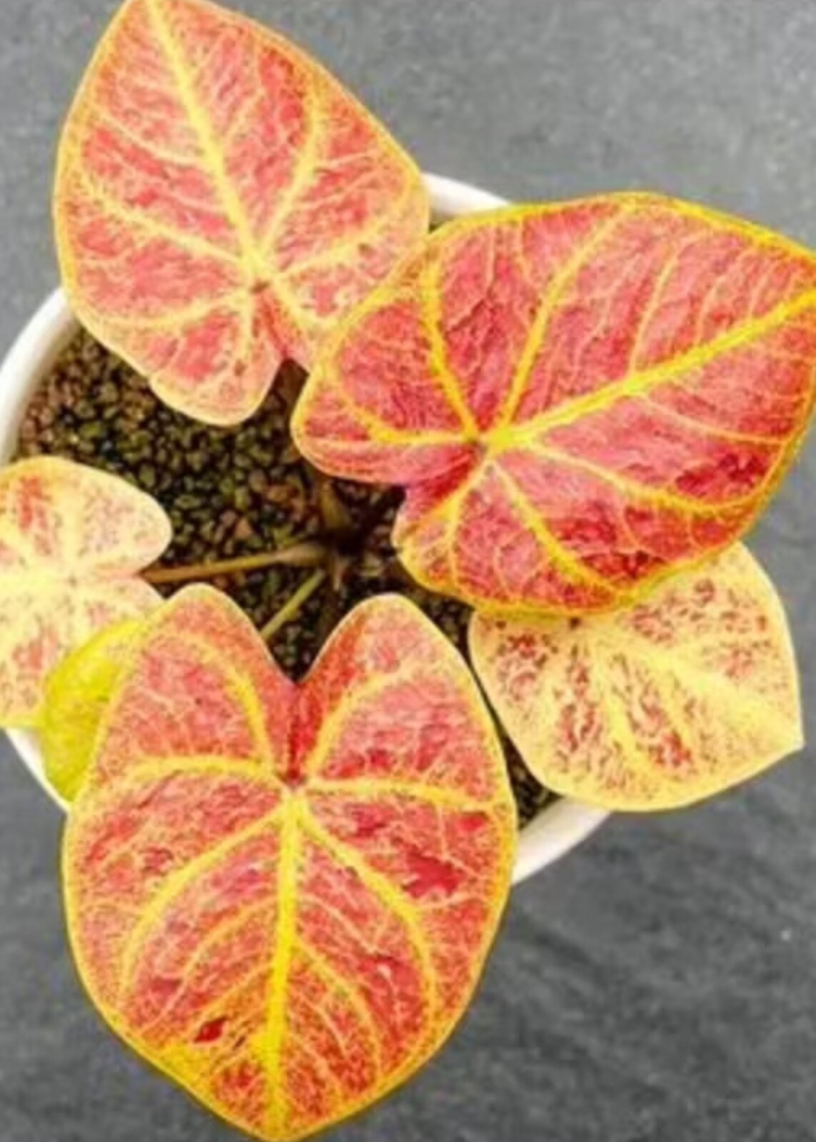 AUTHENTIC Caladium New Wave 1 bulbs
