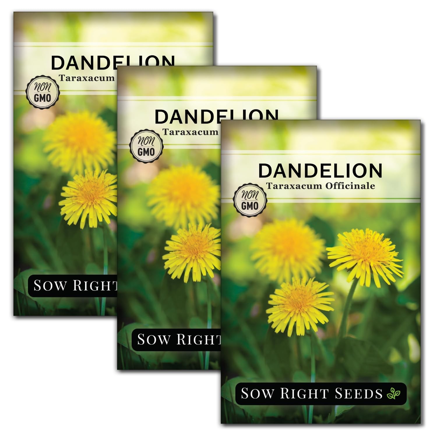 Dandelion Seeds for Planting NonGMO Heirloom for Herbal Teas & Wildlife